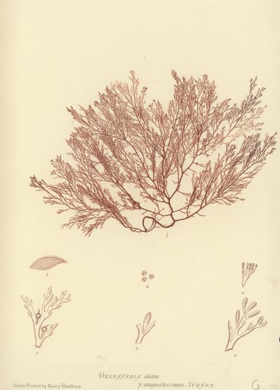 イギリスの海草（自然印刷） 作： English School